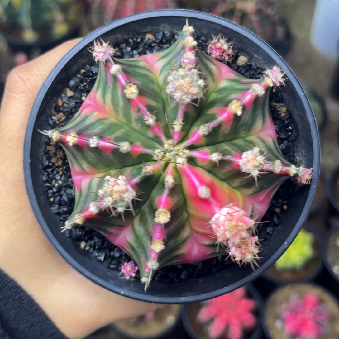 泰系米哈锦 带盆土发货7.8cm