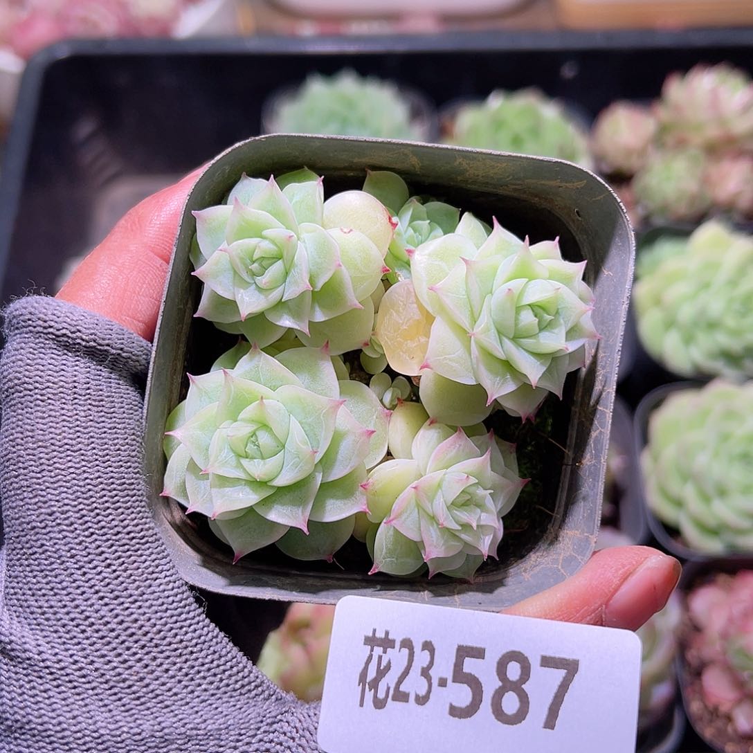 花23-587麦秆群生