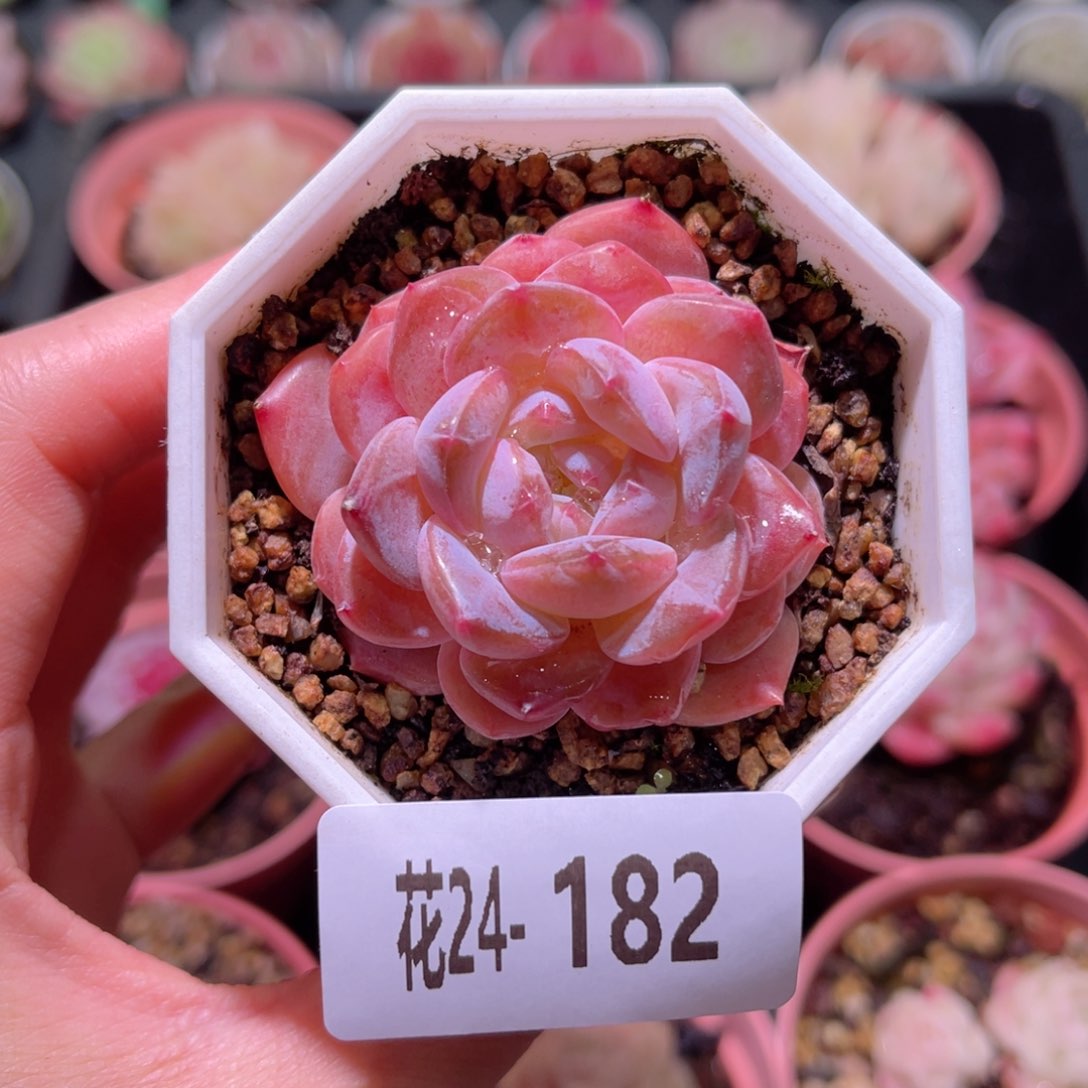 花利美24-182精选糖心