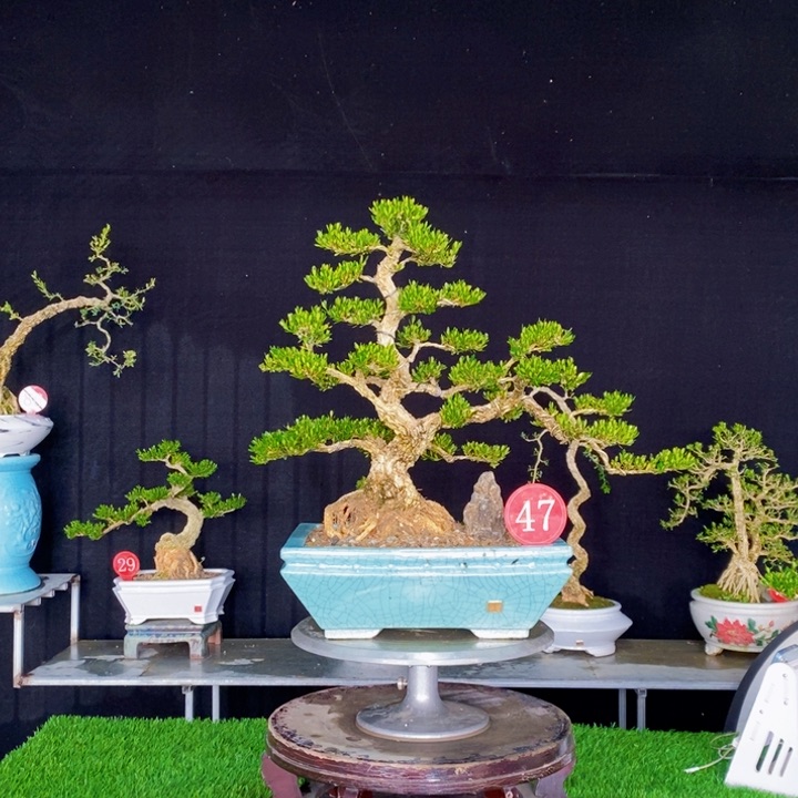 无花朵蓝*果广东皱皮