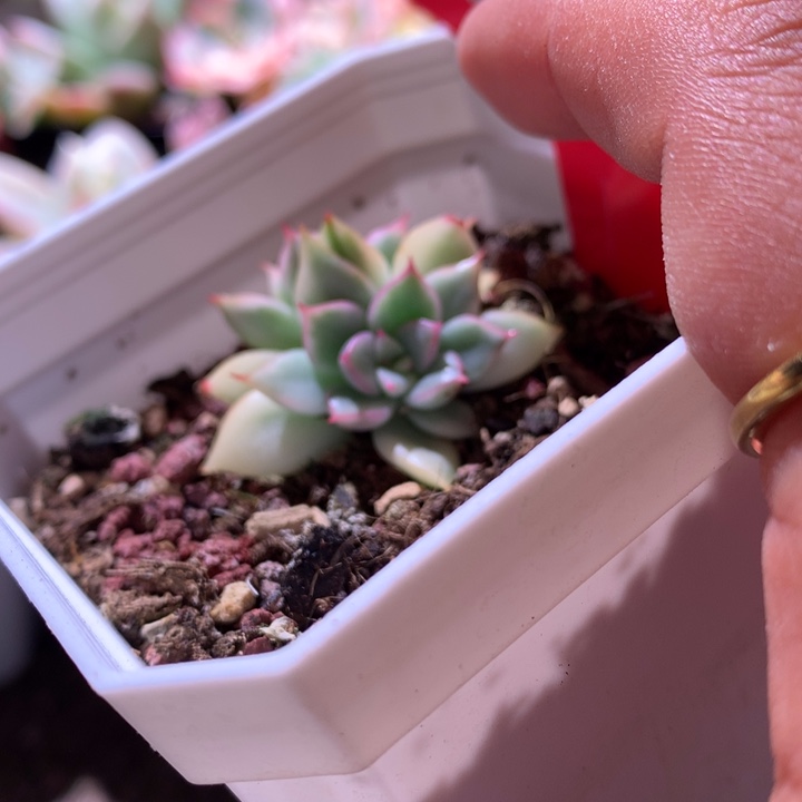 八戒覆轮锦双头有根