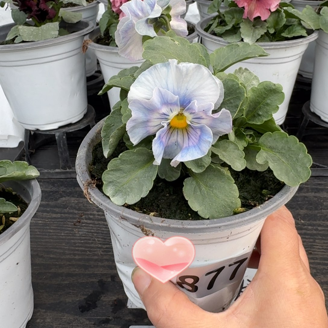 全部花朵877号蓝希尔