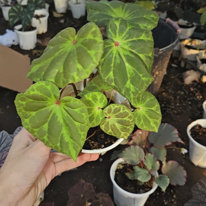 红心盾杂巴萨罗丝秋海棠一物一拍