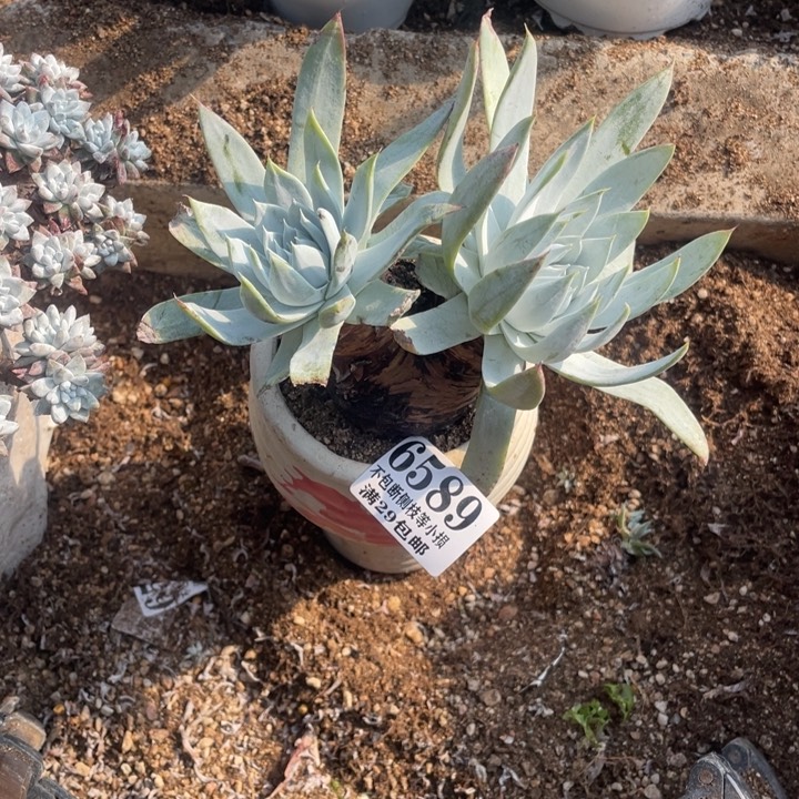 589号雪奴多肉植物