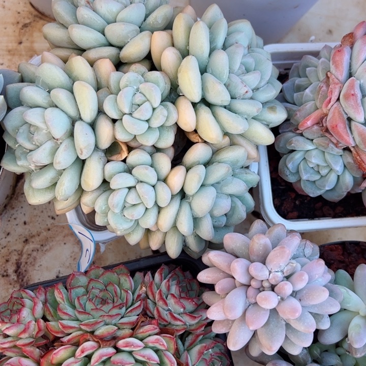 21泡泡平平安安健健康康