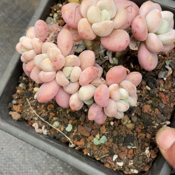 M****?弥鹿之森一物一图