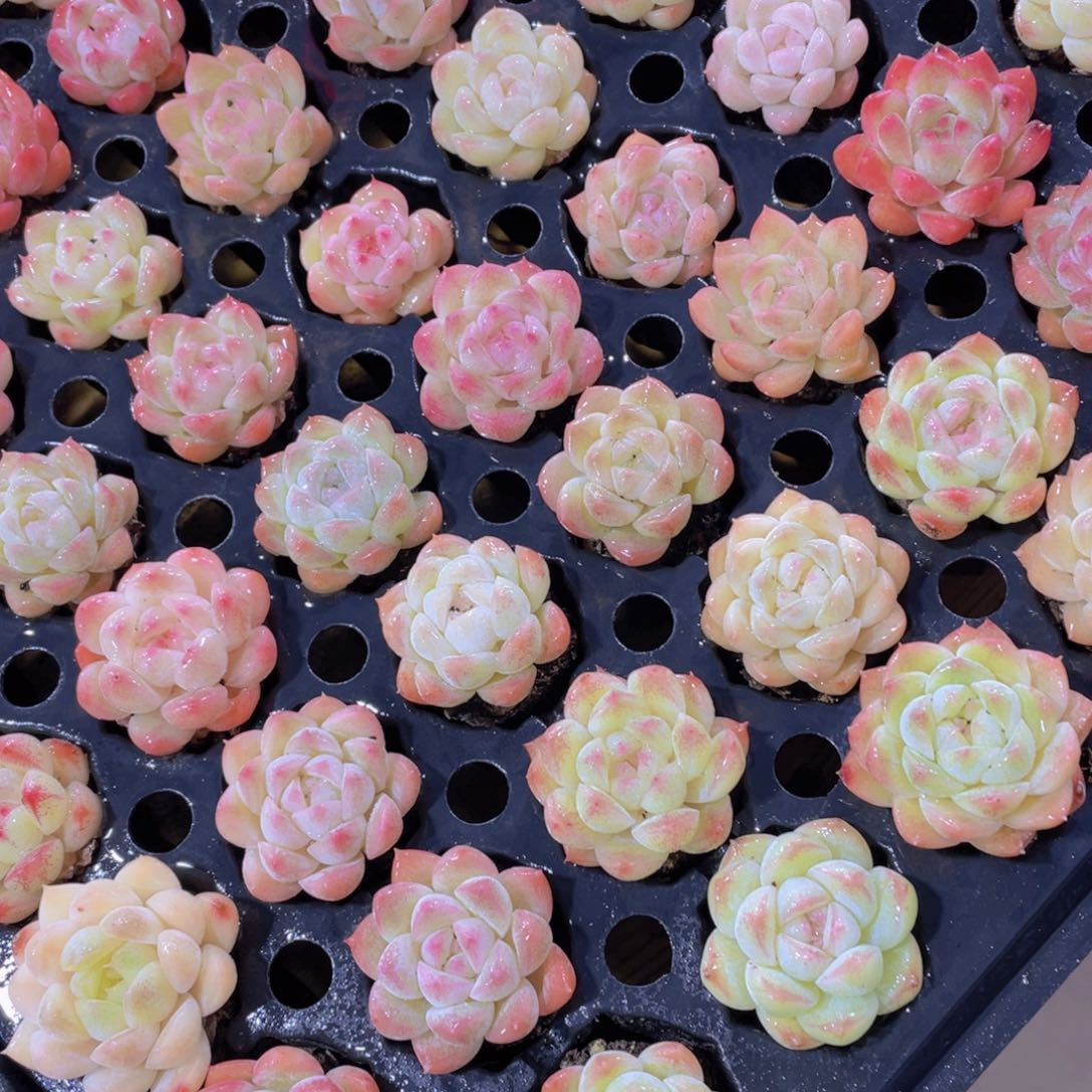 1240号 七彩白桃汽水单头7个