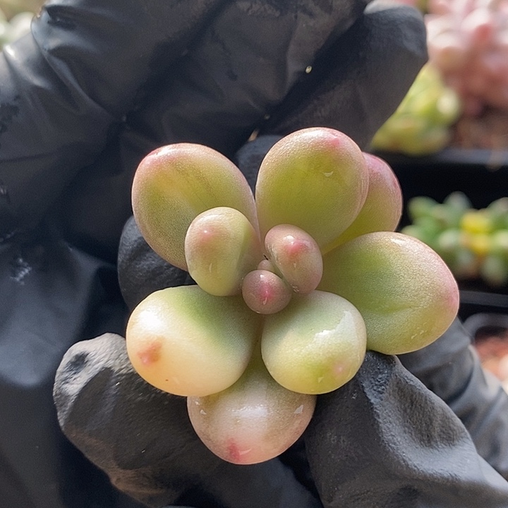 奶酪锦花腹轮无根