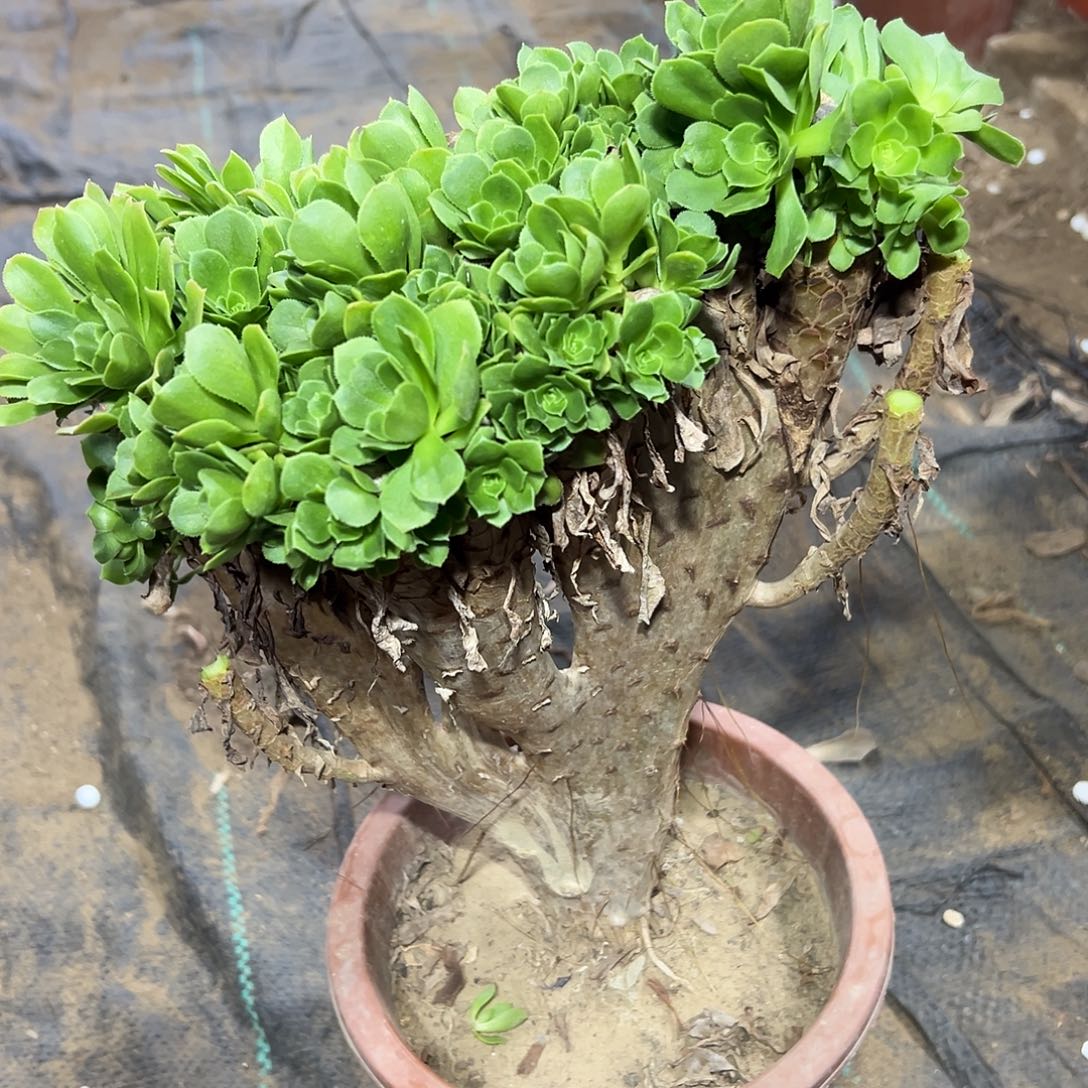 多375肉植物绿羊绒母本
