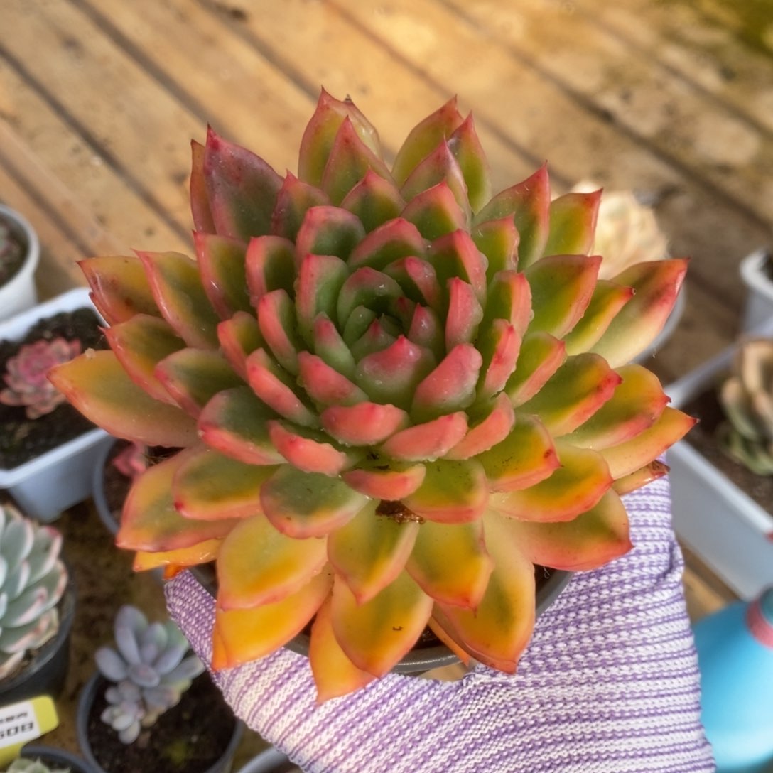 664东云杂锦锦锦锦锦