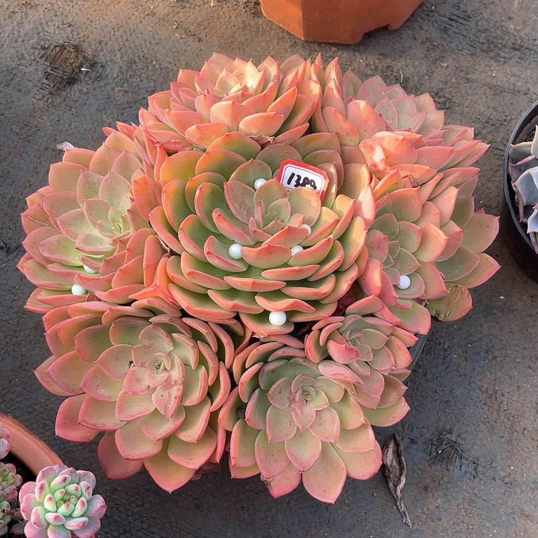 1389高贵 一物一拍多肉