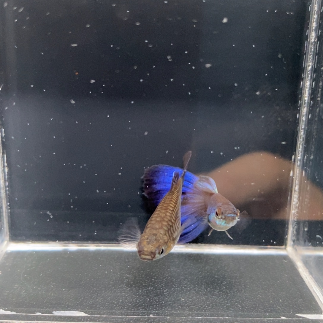 孔雀鱼辛加蓝一对