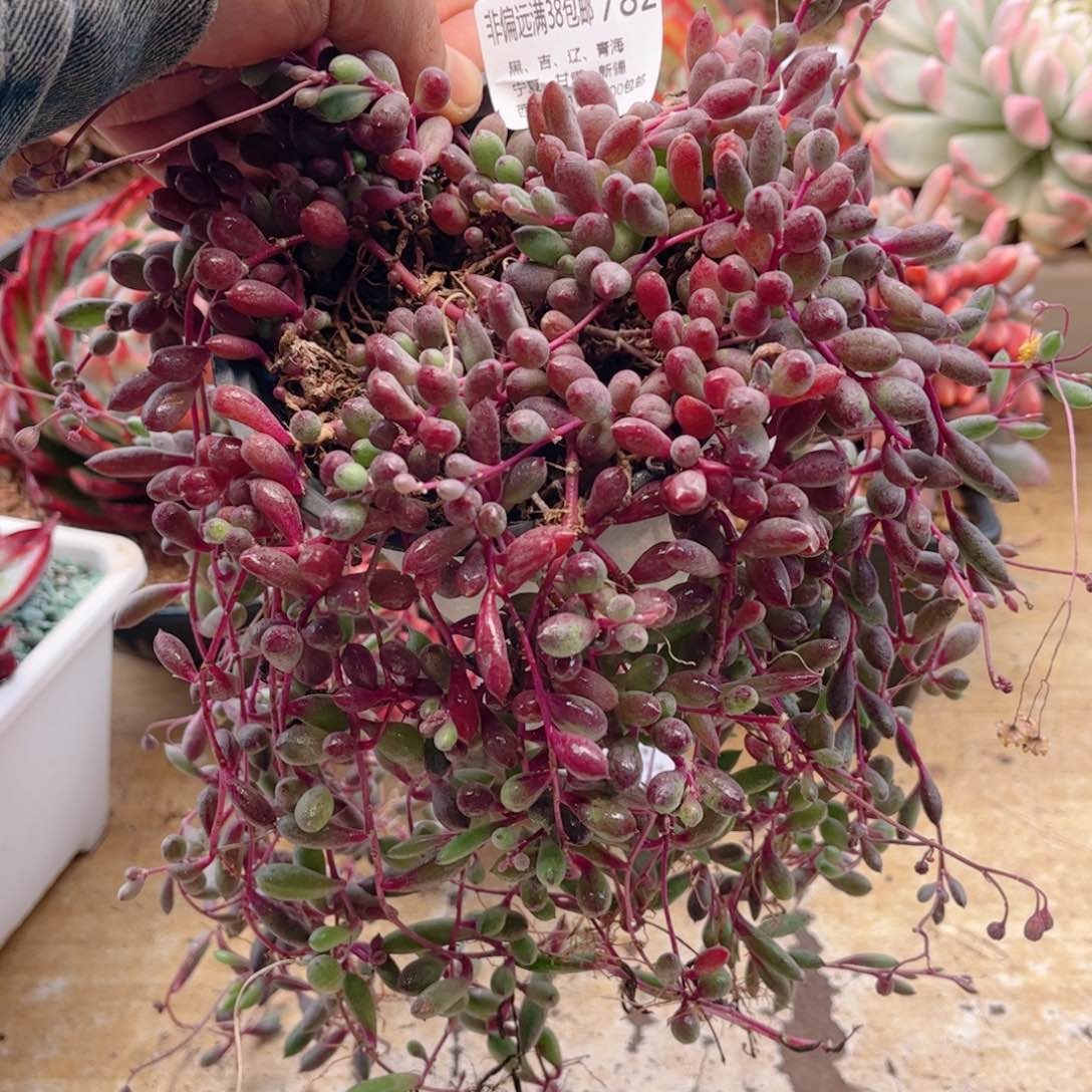 782紫葡萄德华多肉