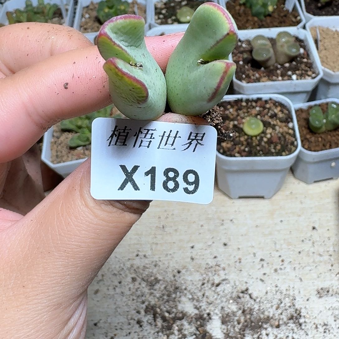 189盒多肉植物哇f g b