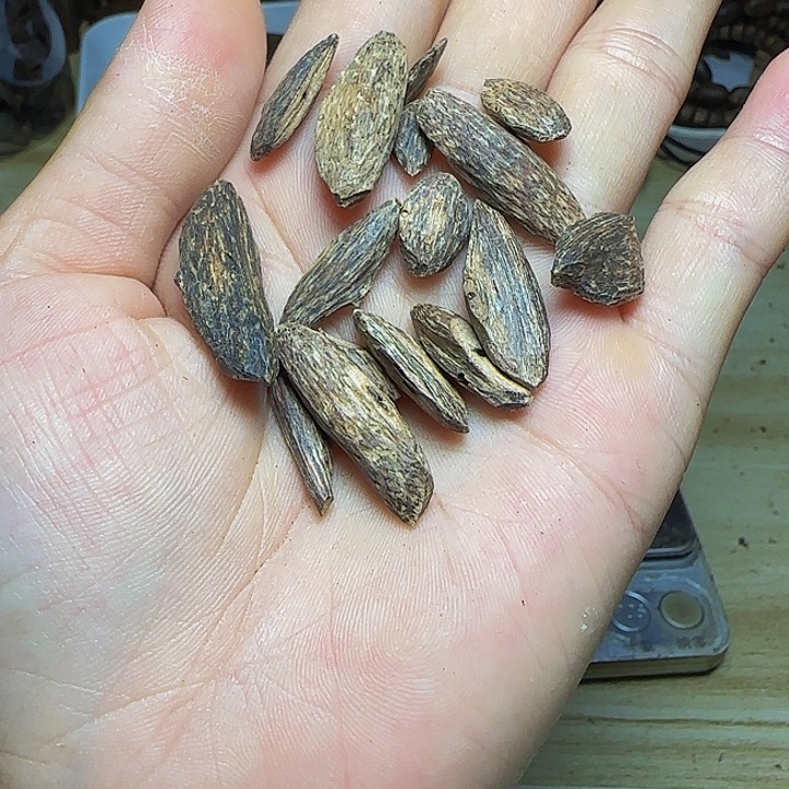 石***）木天然树心瓜子料3克