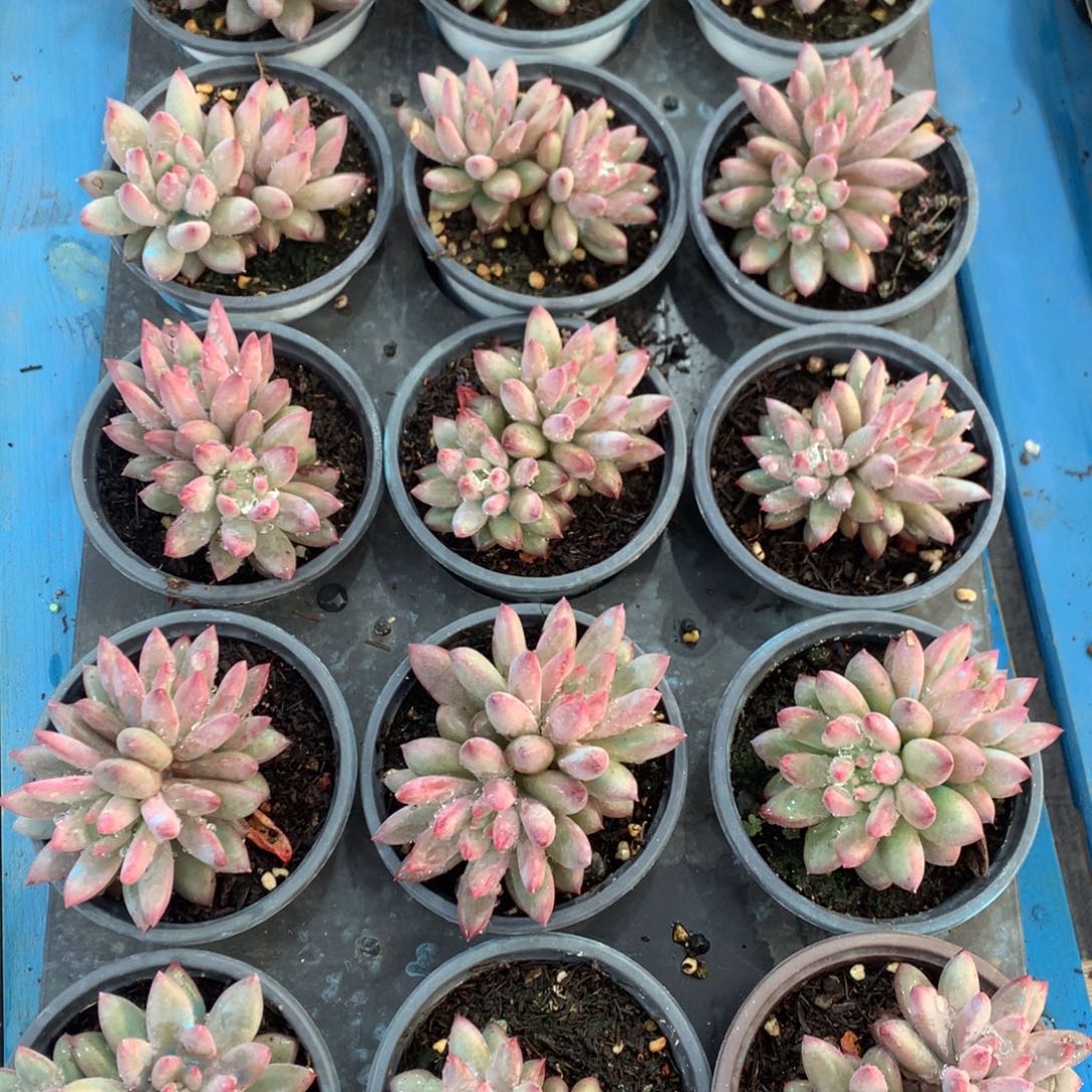 流沙虞美人随机自然群