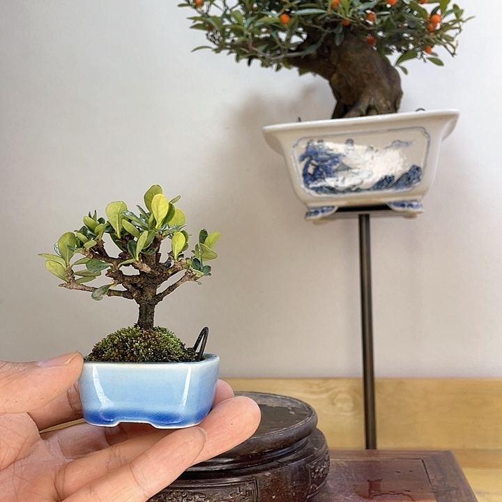 木本达摩栀子花盆栽