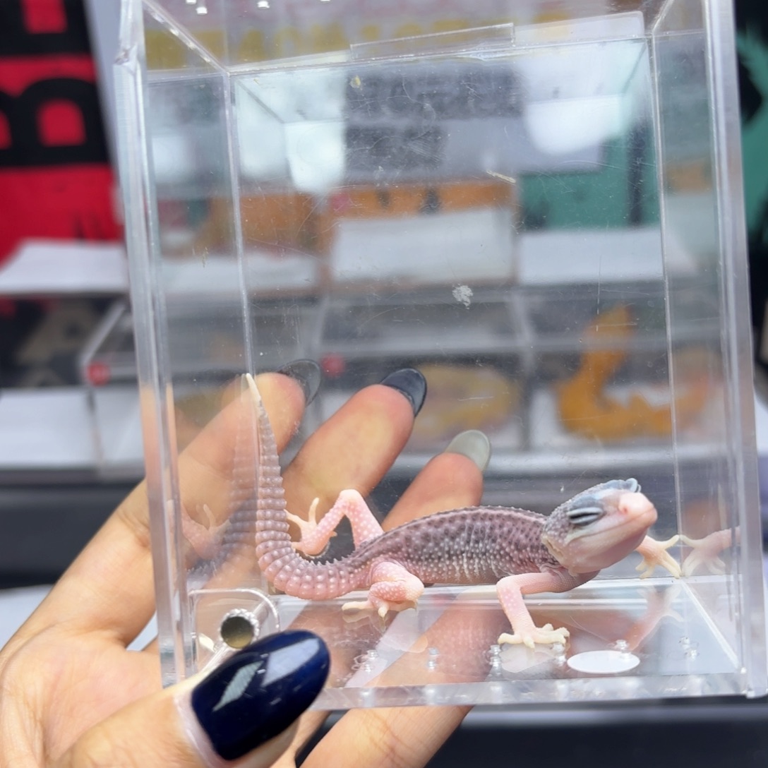 豹纹守宫银河妹妹