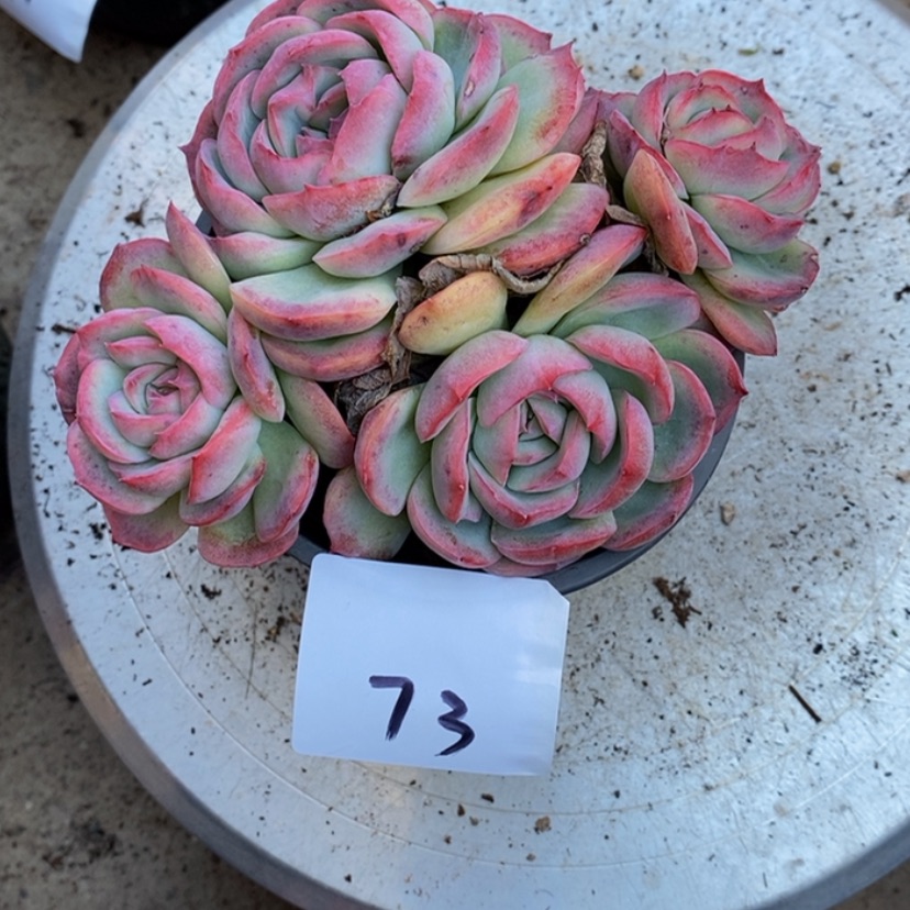 【闪购商品】世*缘多肉植物