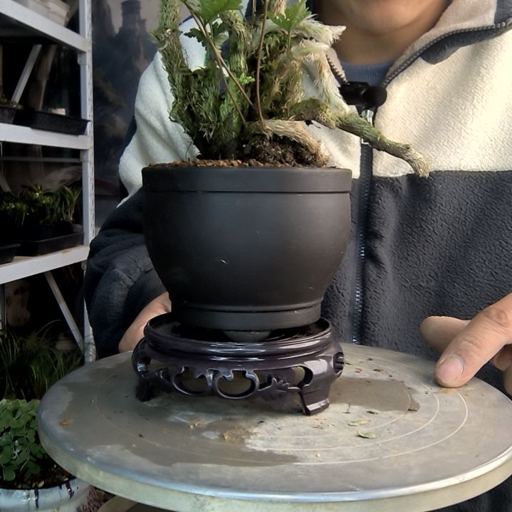 最***赖小盆景小植物一物一拍80