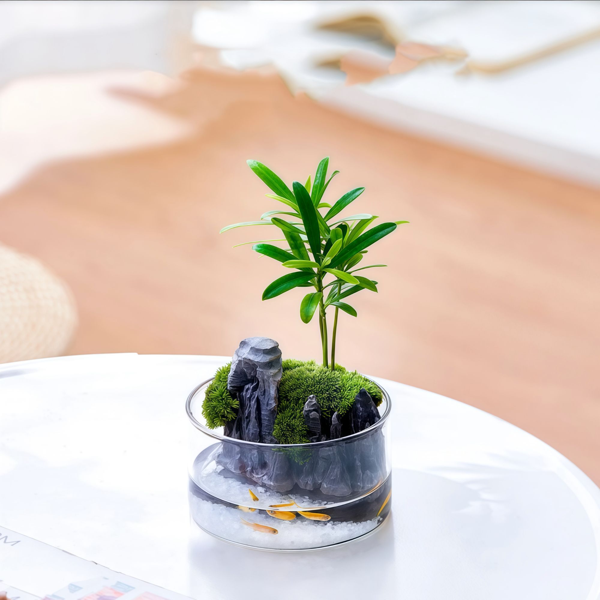 【夏日风情】罗汉松9x5cm室内盆栽桌面微景观绿植生态微景观叶植物