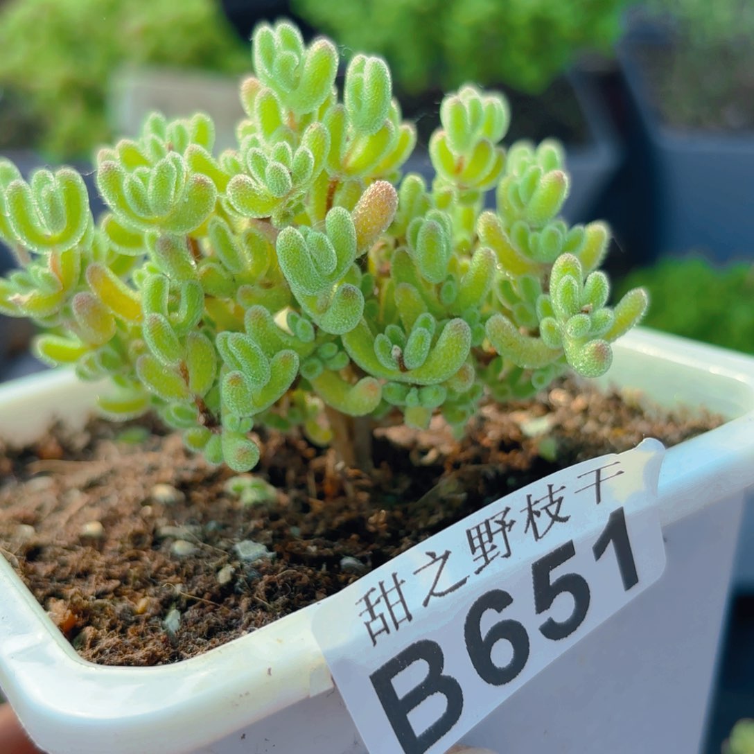 冰晶杂651。