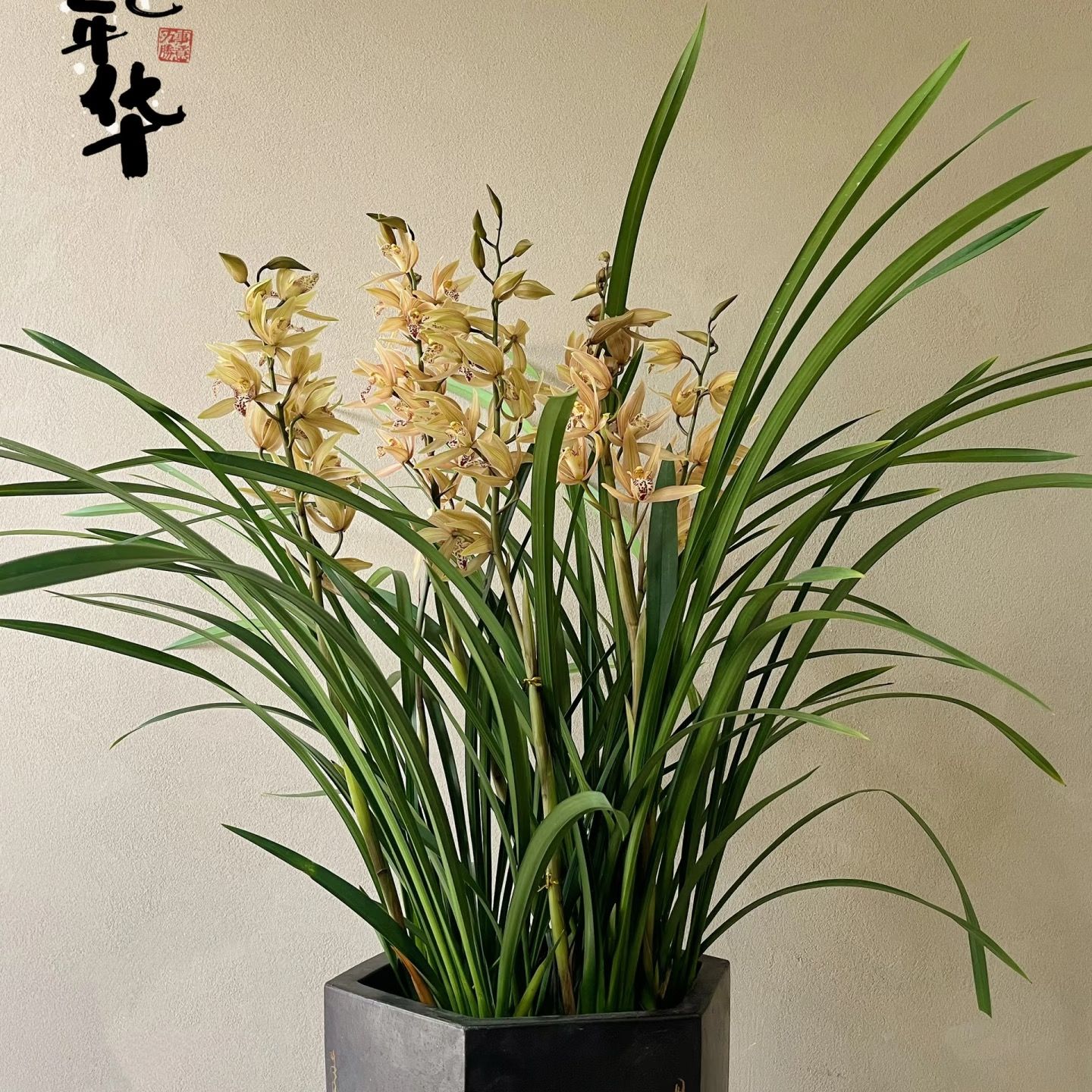 【新疆包邮】黄金彩虹兰花 四大兰花 当年开花好养易活