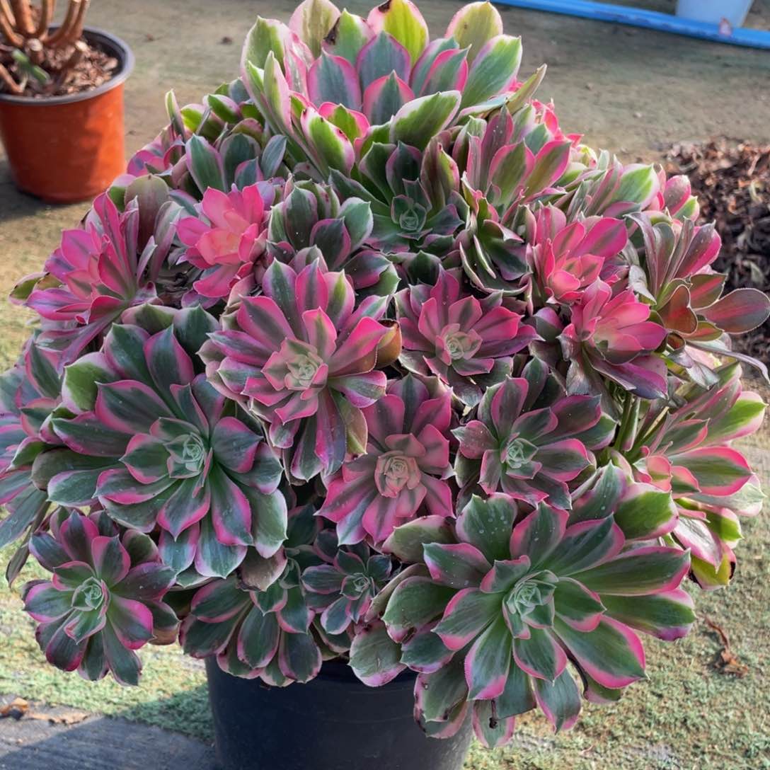 642男神精品法师老桩