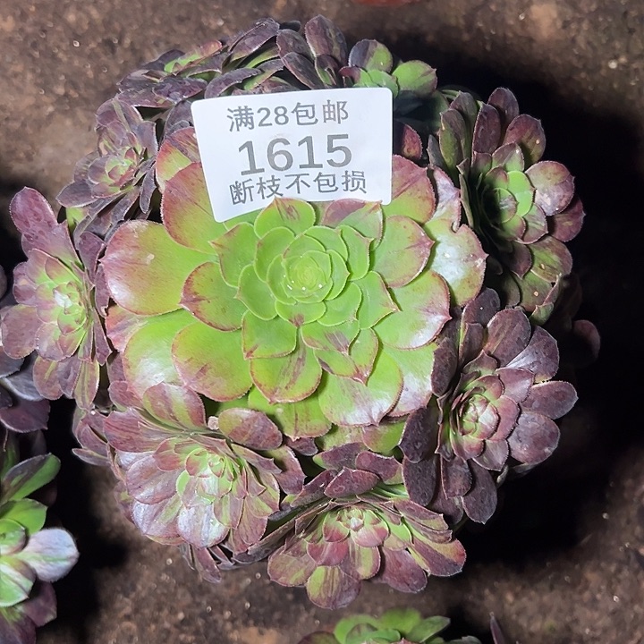 1615花月夜多肉植物