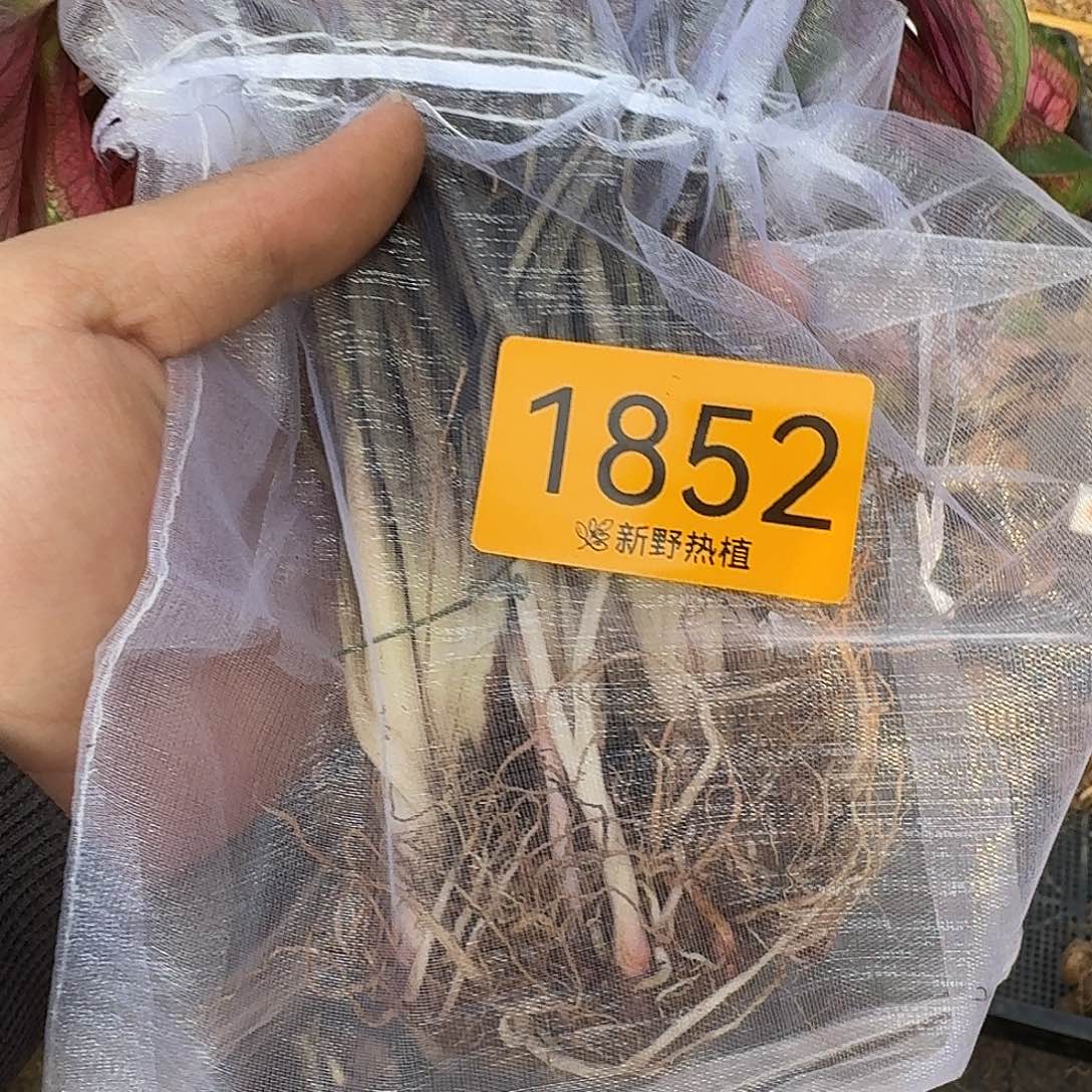 一***.完全开放1852甜心裸心裸球不售后