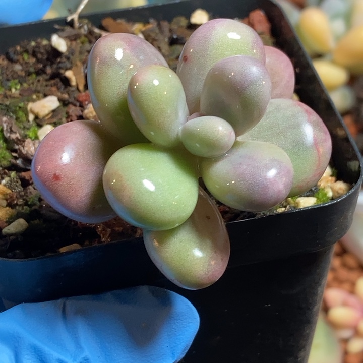 兜****এ月亮石奶酪锦多肉植物