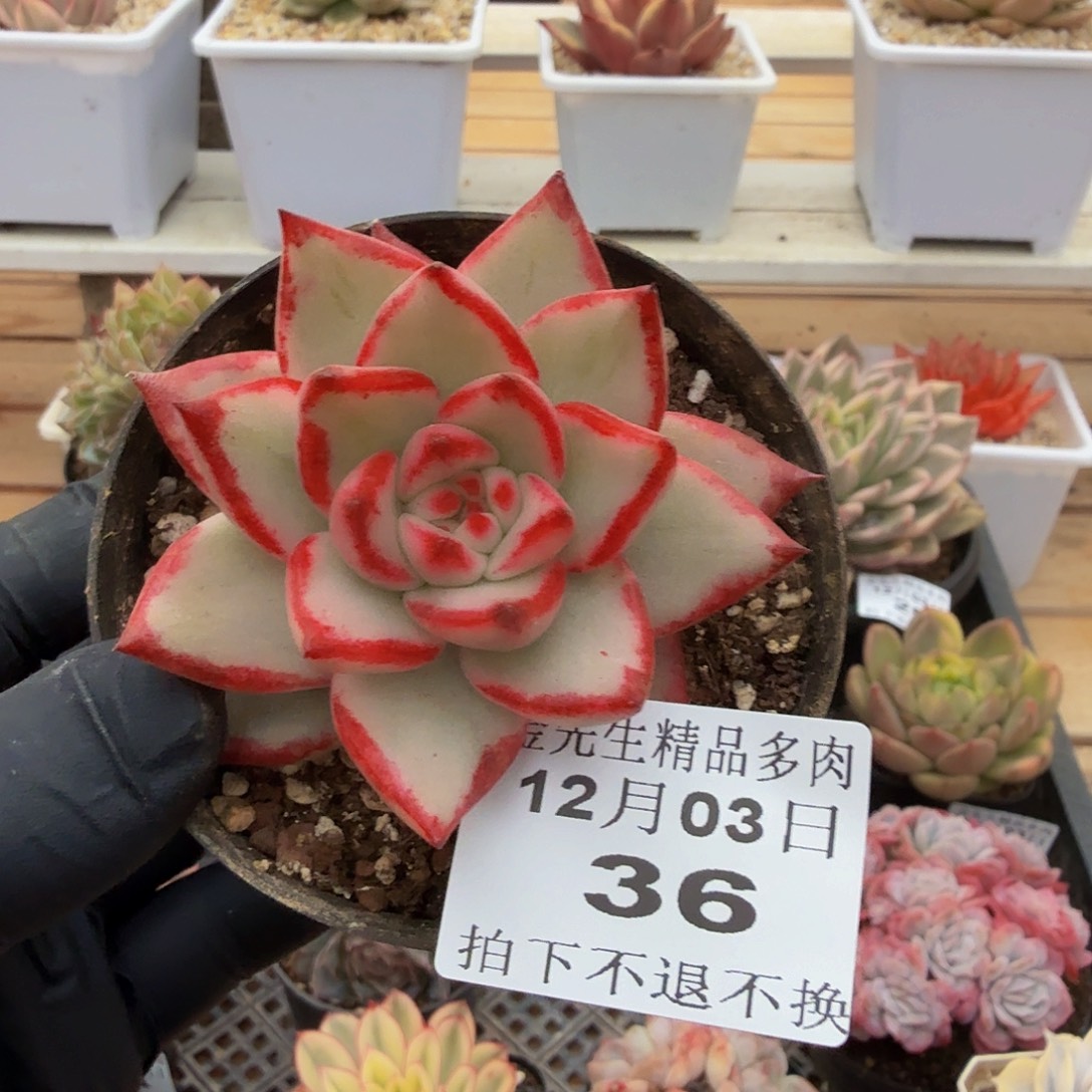 1203-36樱花玛丽亚锦