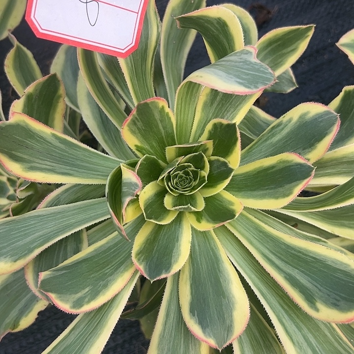 法师锦8号好好看啊