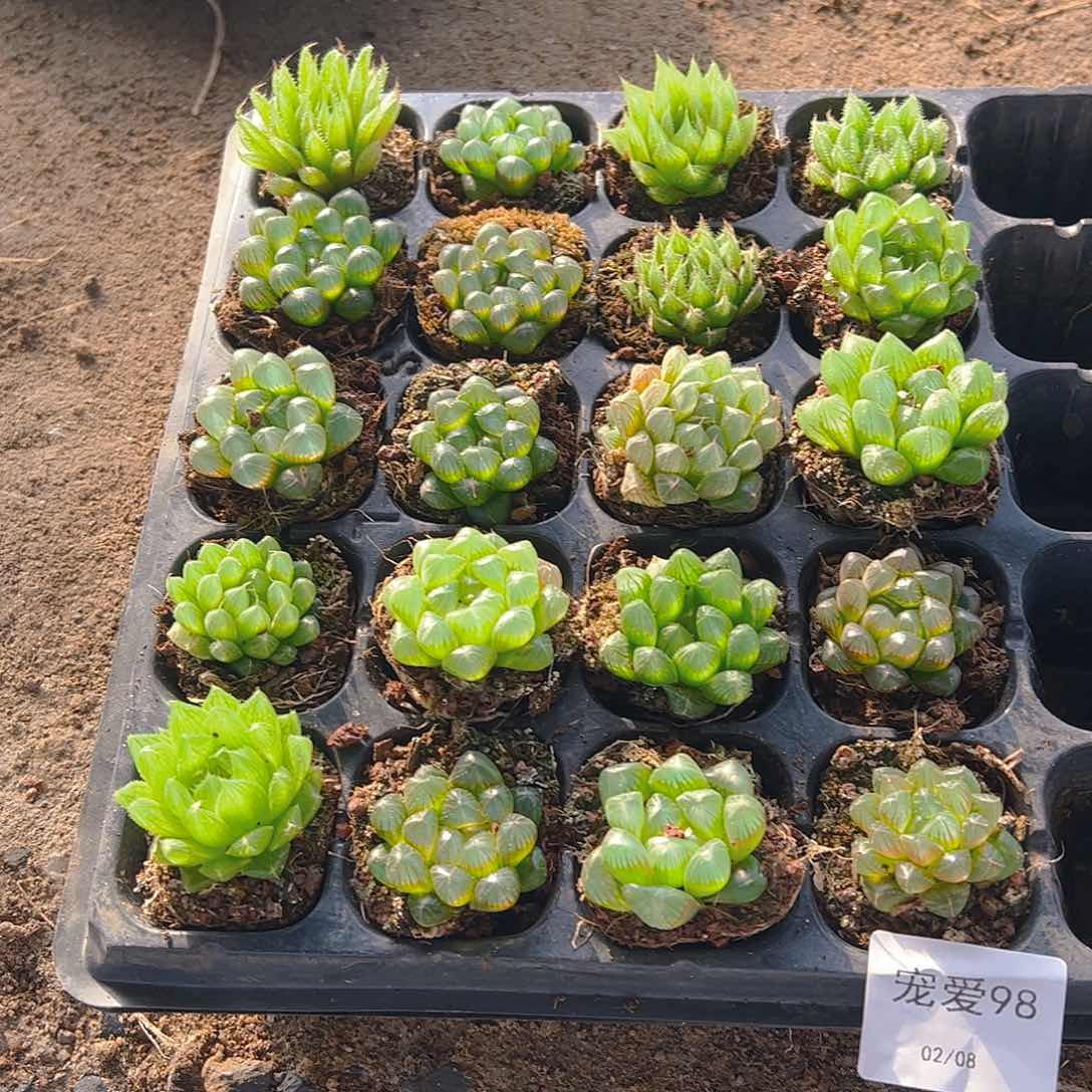 直播福利一物一拍98