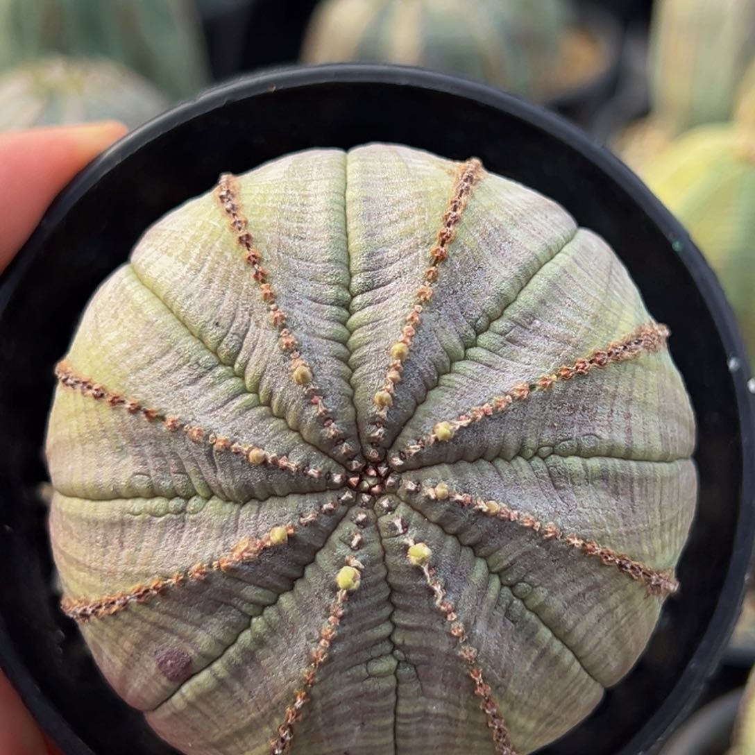 指纹欧系老布纹球