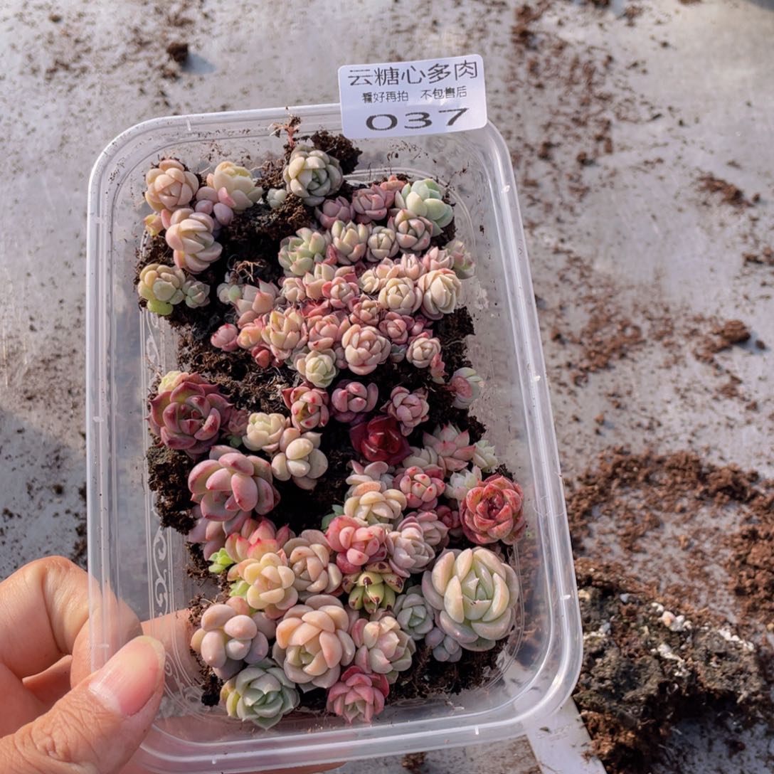 云糖心多肉植物37