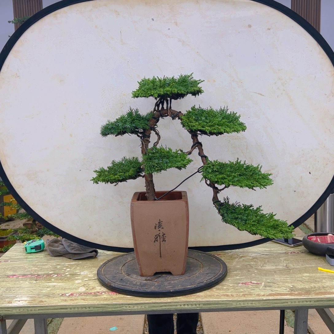 盆景龙爪松造型盆景