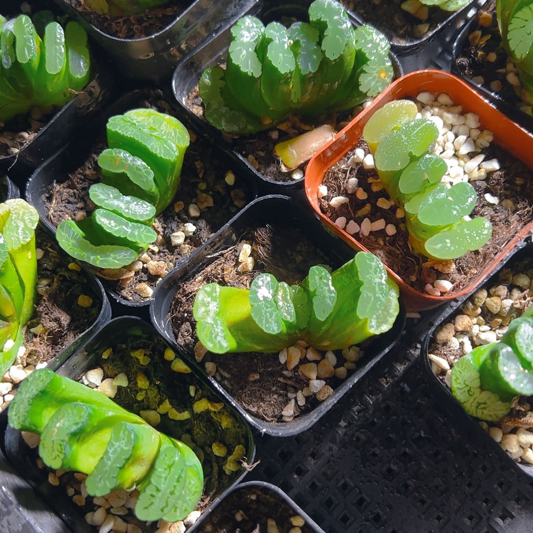 小方盆玉扇多肉多肉一颗