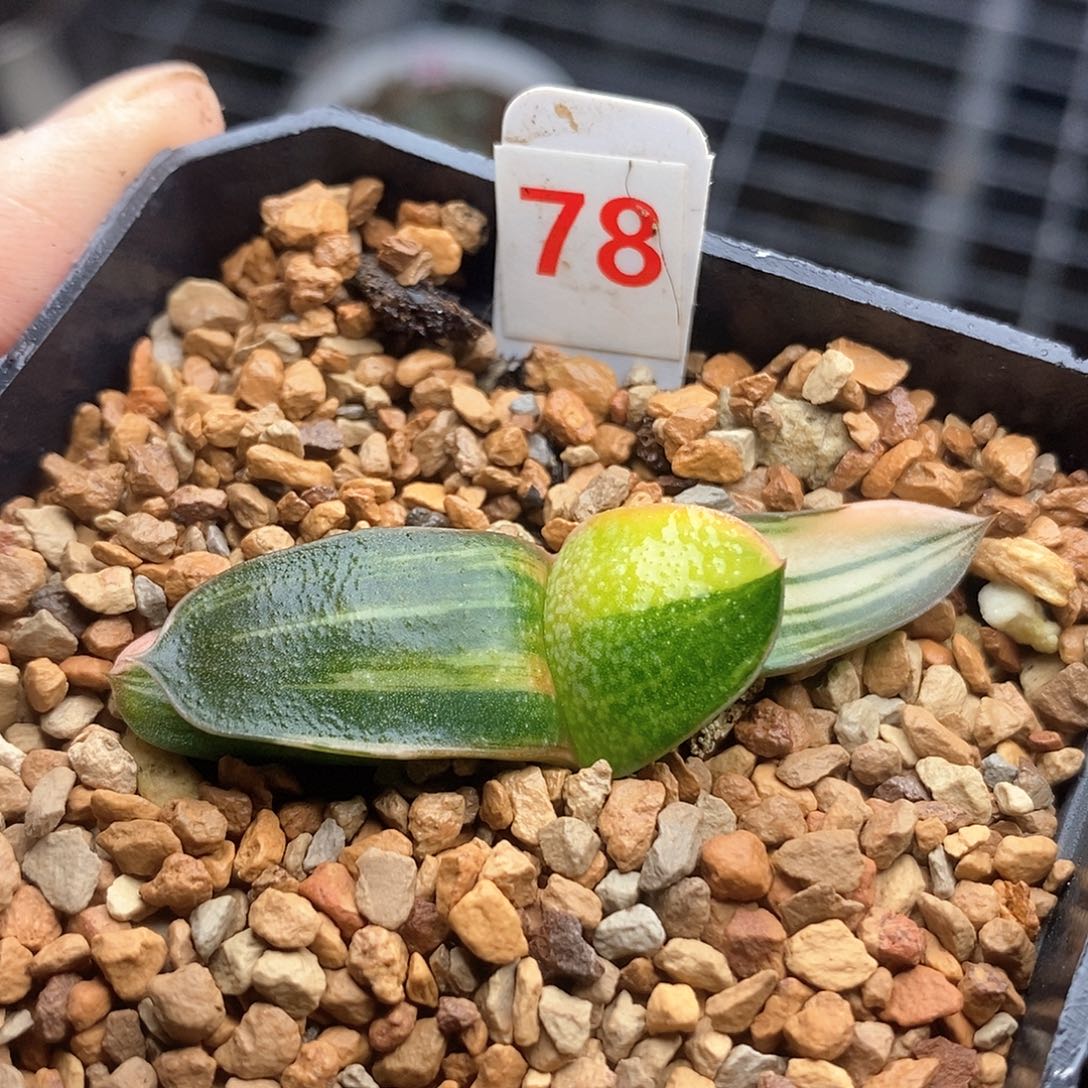 红陶78号卧牛锦一物一拍