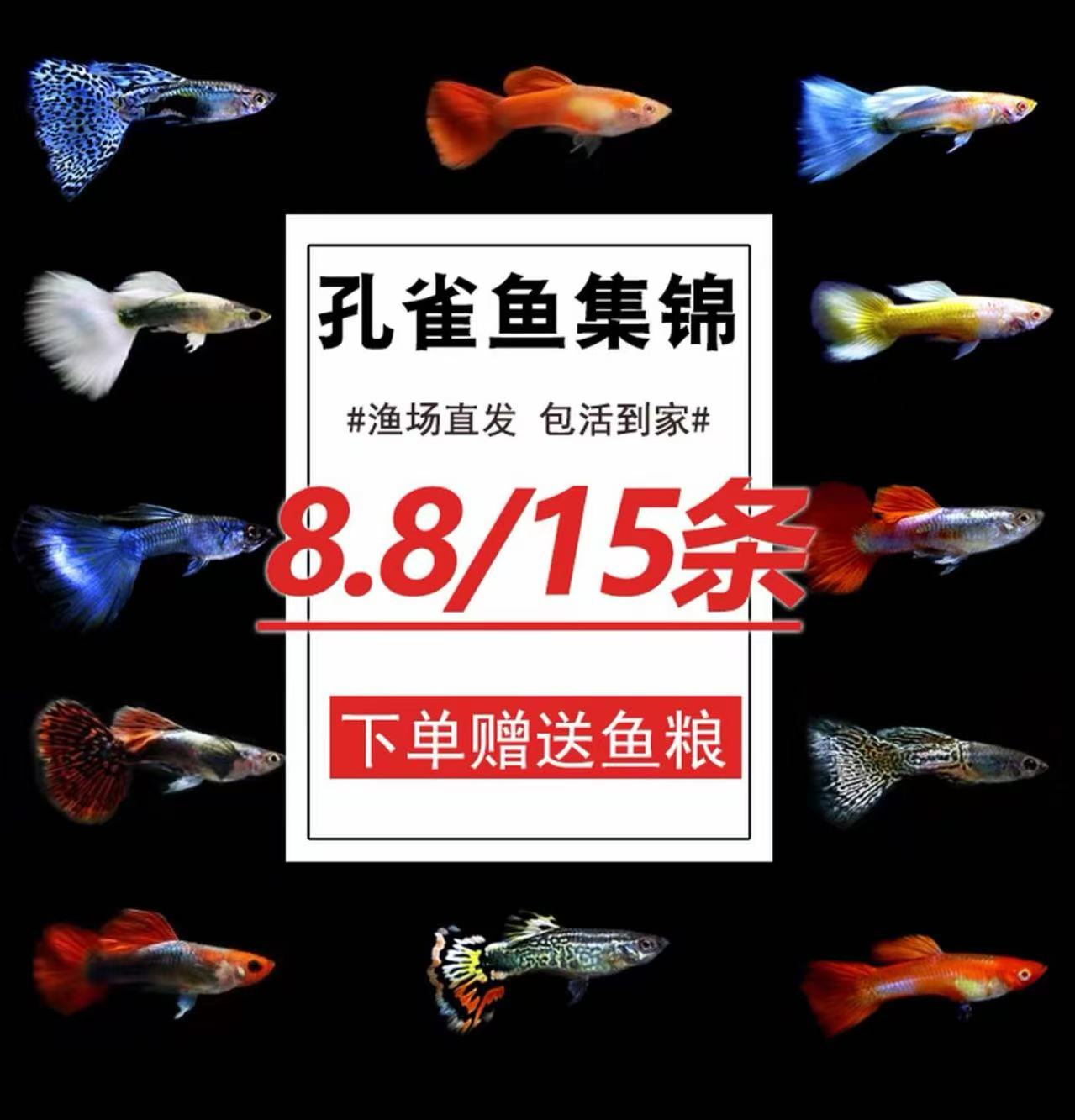 七彩小鱼孔雀鱼纯种观赏鱼小型淡水好养热带鱼活体斑马金鱼小鱼苗