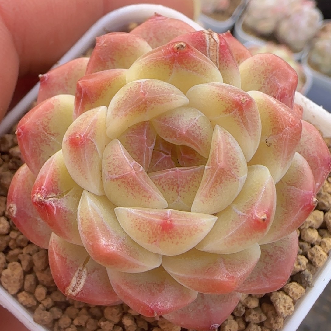 白桃汽水精控一物一拍