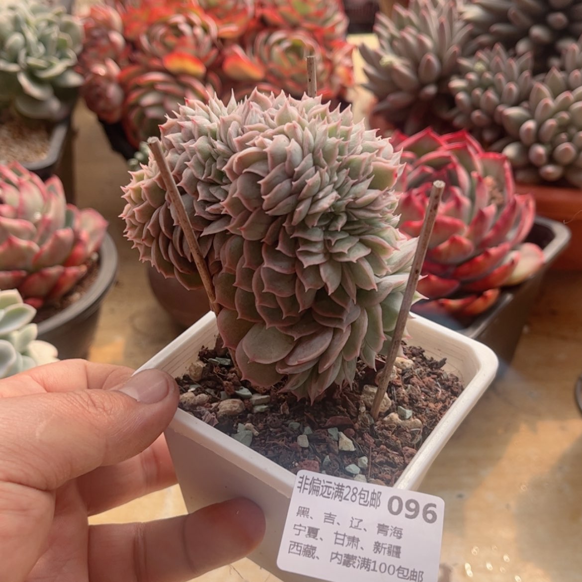 【闪购商品】096昂斯诺