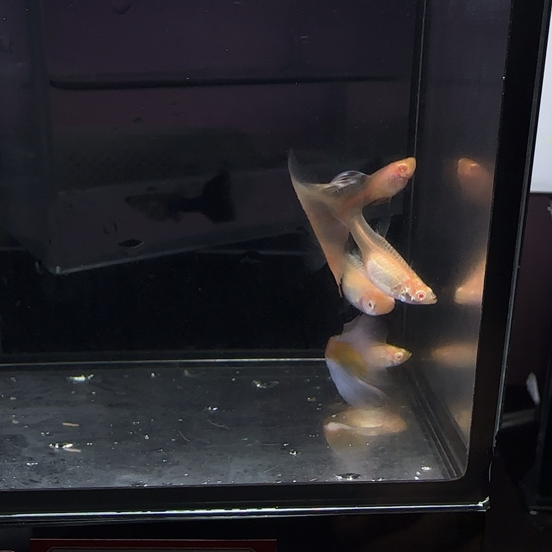 孔雀鱼漂亮的鱼两对