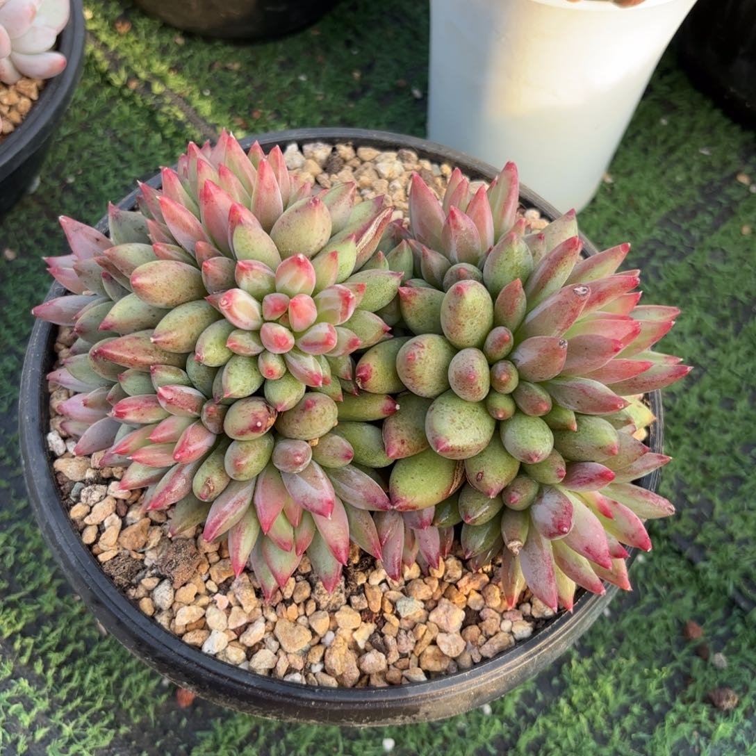 二代虞美人888888888888