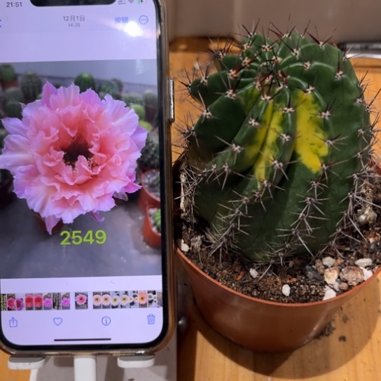 彩草2549号6公分左右