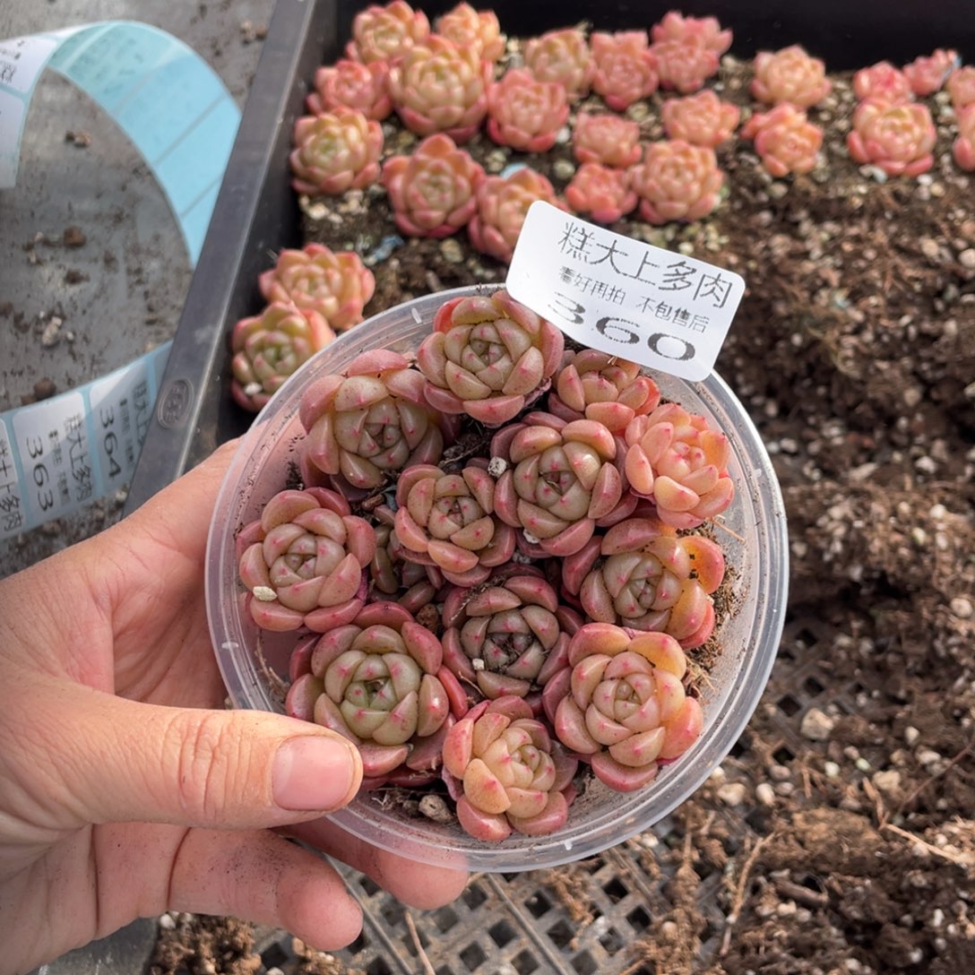 糕大上多肉植物360