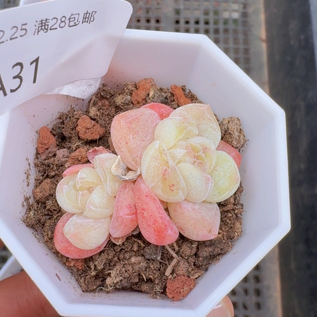 双头一颗带盆带土