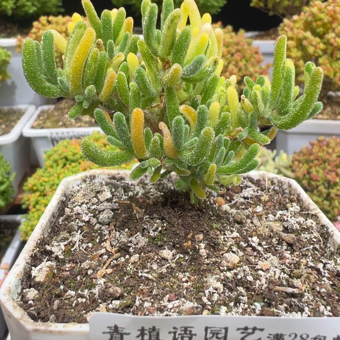 D7687荧光兔阴阳拉丝锦