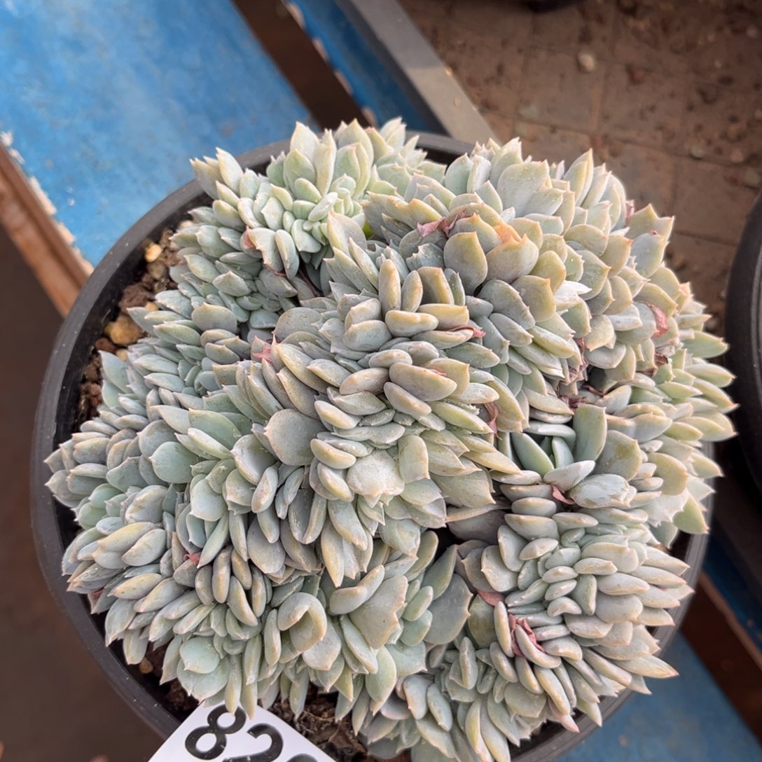 820号新疆西藏内蒙古不包邮