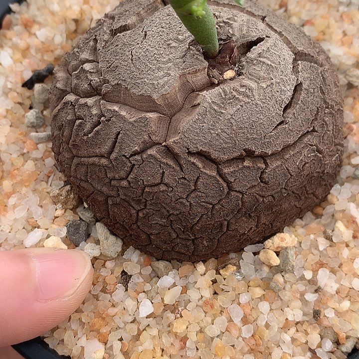 219龟甲龙6.5公分66666666666666